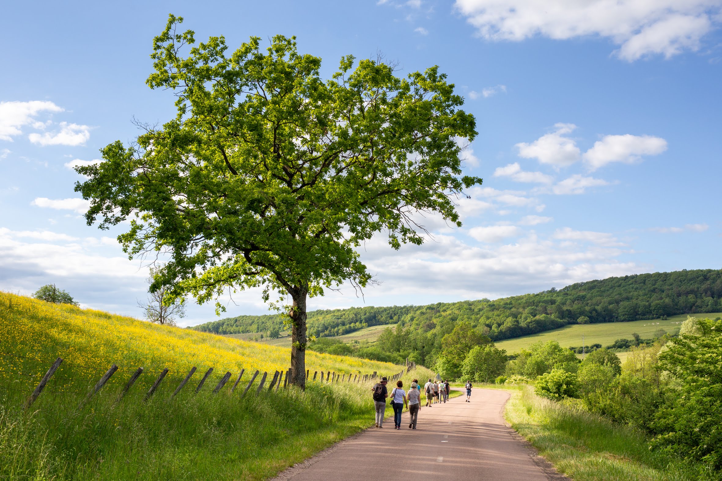 2019_05_31Stylevan à Flavigny sur Ozerien (67).jpg